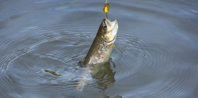 Pesca con cucharilla en el arranque de temporada