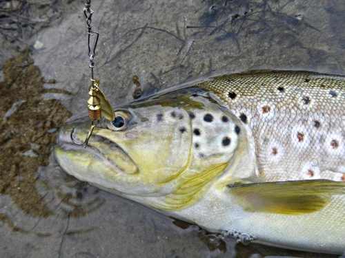 pesca de cucharilla