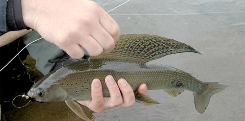 La pesca del tímalo una pasión entre los mosqueros