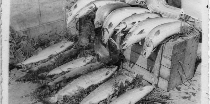 En defensa de la pesca sin muerte del salmón (aunque pese a unos pocos)