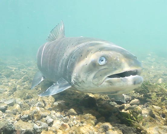 pesca del Hucho Hucho en Europa