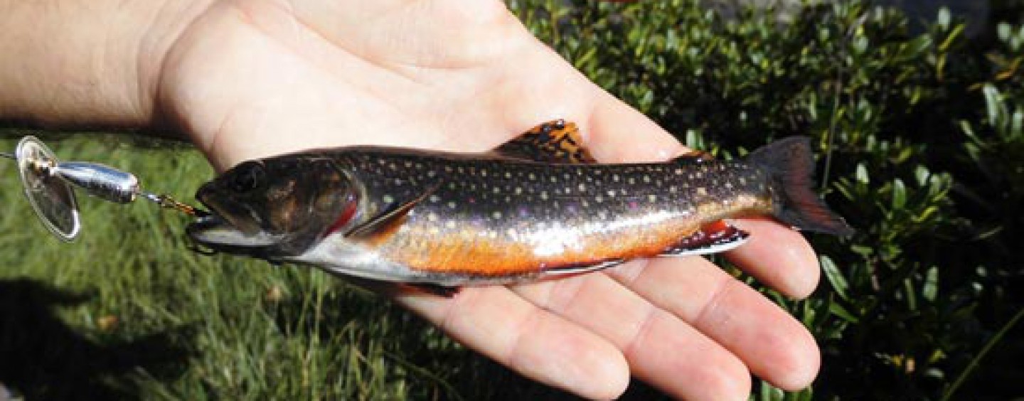 La pesca con cucharilla con aguas turbias Revista de