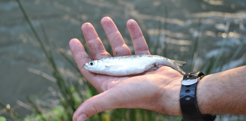 La pesca de la madrilla, para iniciarse en la pesca continental