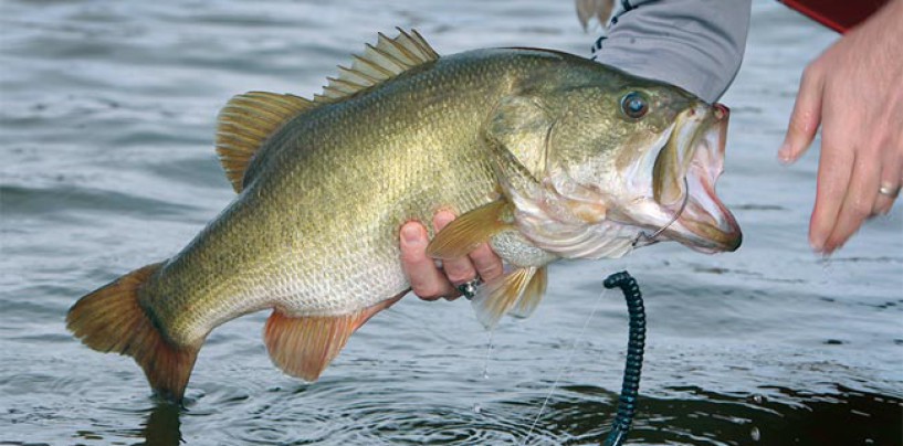 Pesca del Black Bass en freza