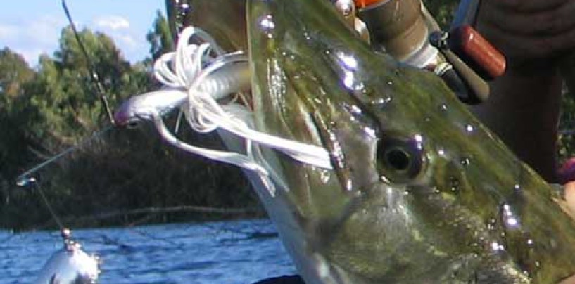 Spinnerbaits, chatters y buzzers. Los especialistas en grandes capturas