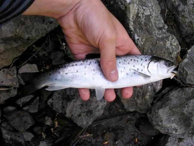 salmón en España esguin-salmon