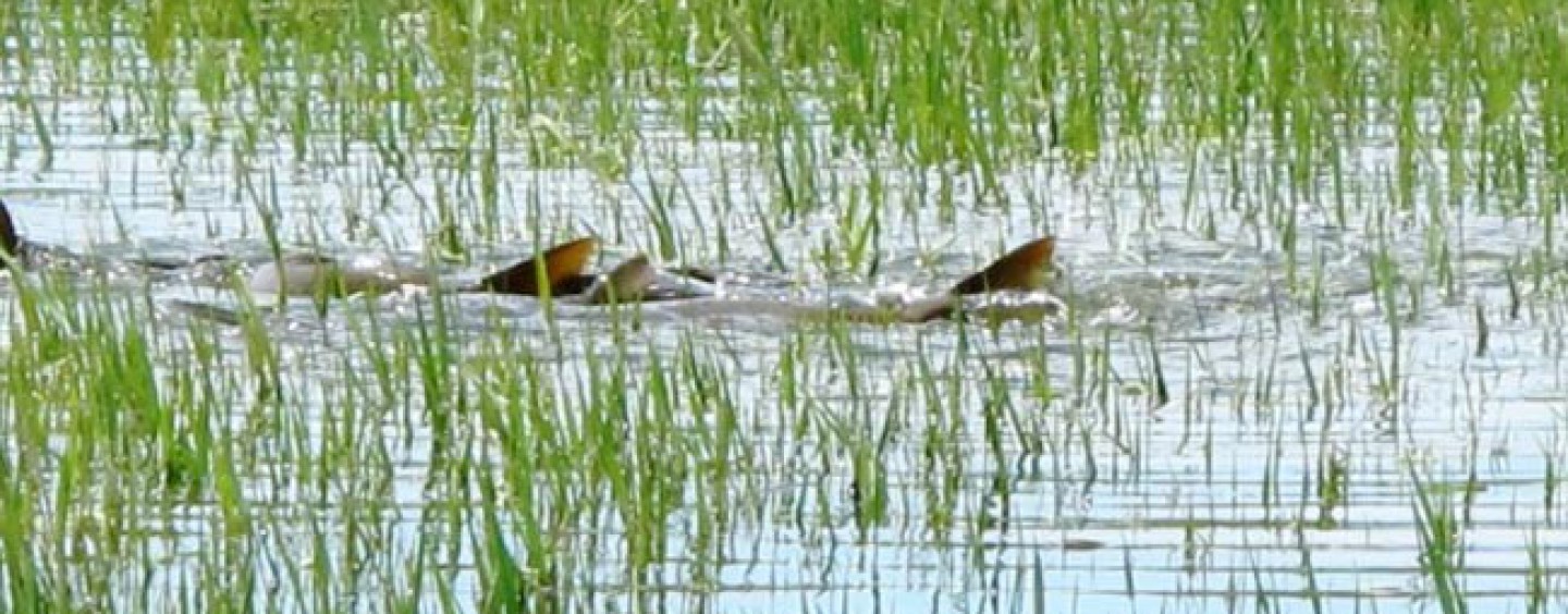 Carpfishing en el mes de mayo: final del desove y buenas capturas