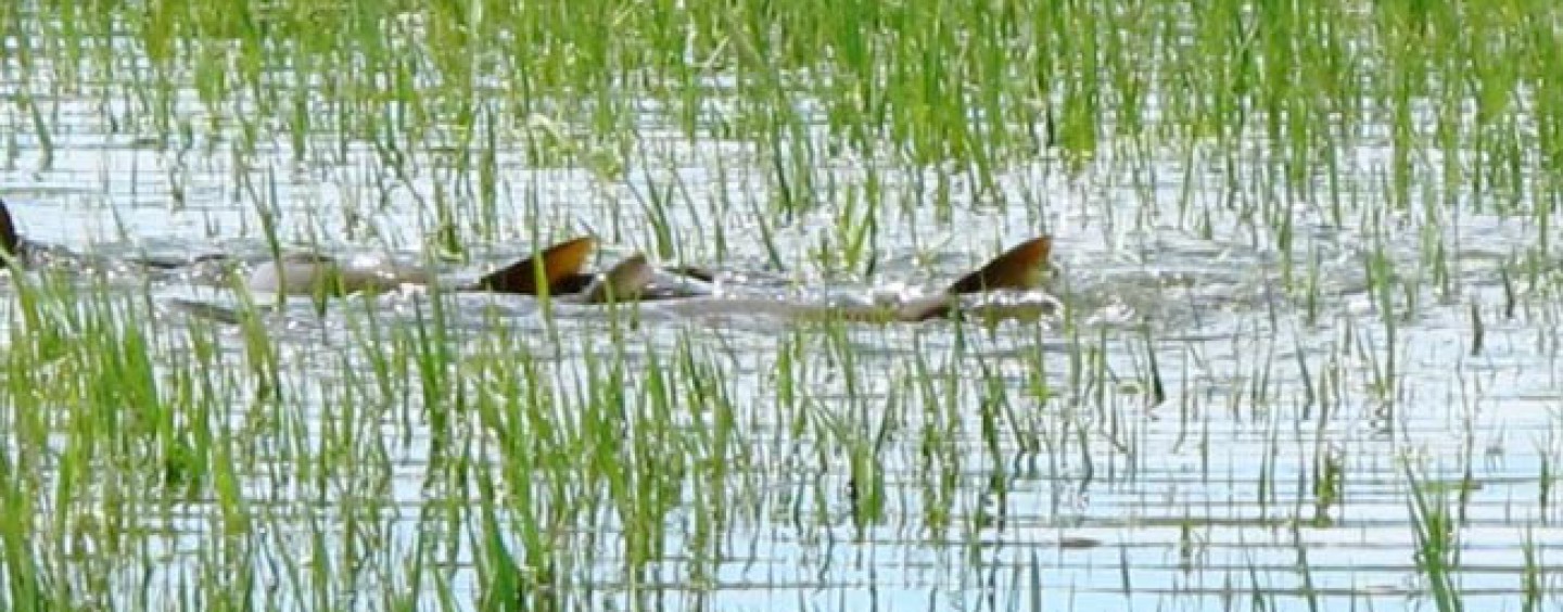 Carpfishing en el mes de mayo: final del desove y buenas capturas