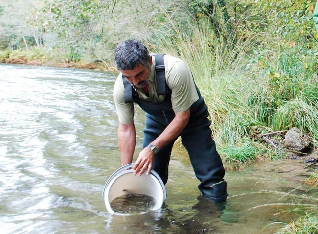 Salmón en España repoblacion-salmon