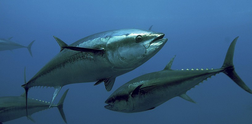 Atrévete con la Pesca deportiva de atún