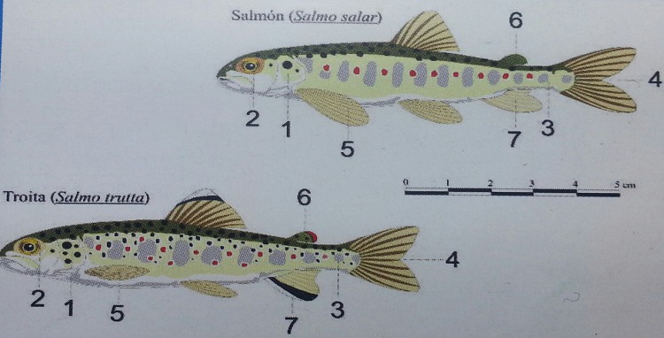 Diferencias entre trucha y salmon alevín