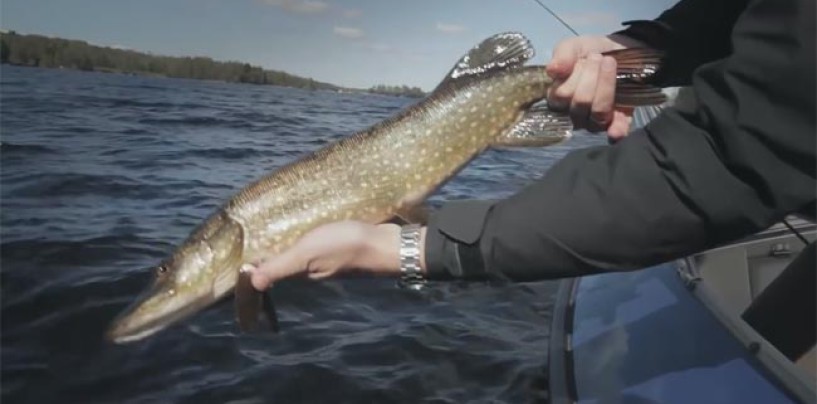 Los puntos clave de la pesca de lucios embarcado