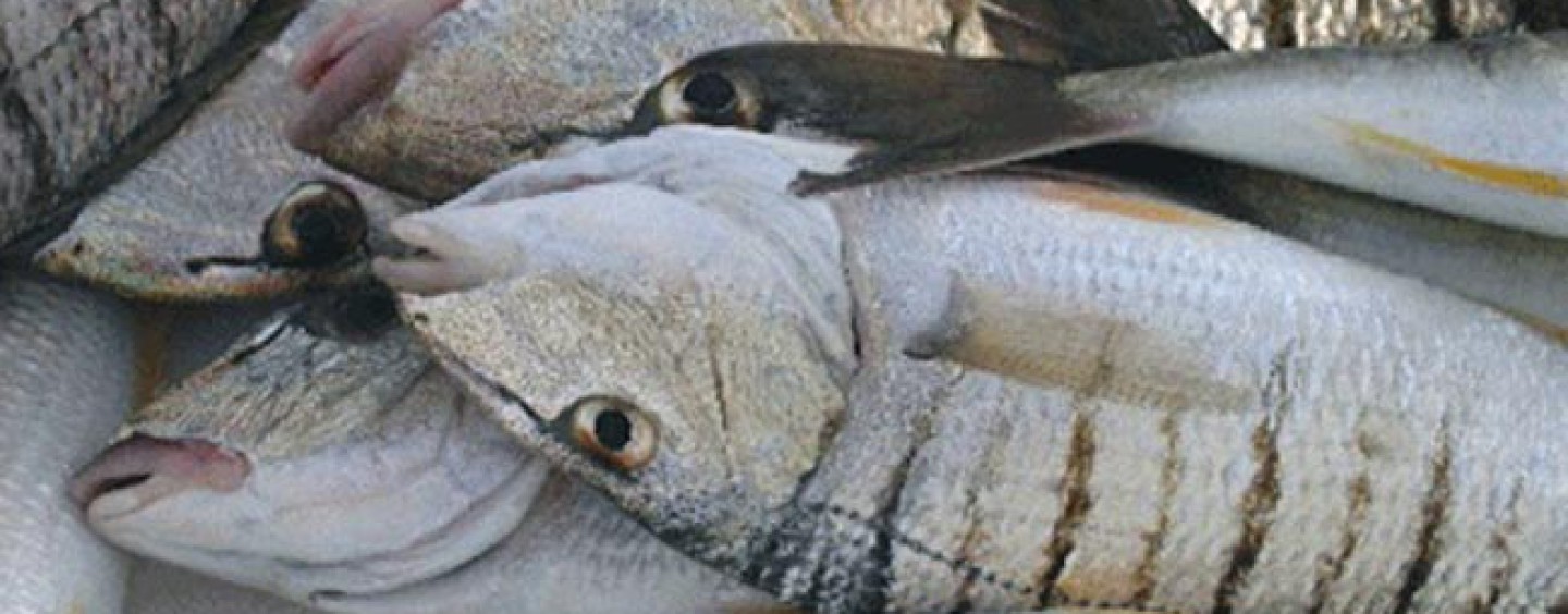 La pesca de la mabra o herrera: Una de las mejores expectativas para el verano