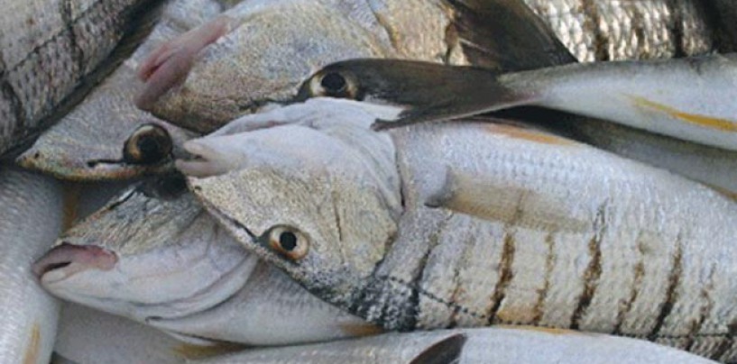 La pesca de la mabra o herrera: Una de las mejores expectativas para el verano