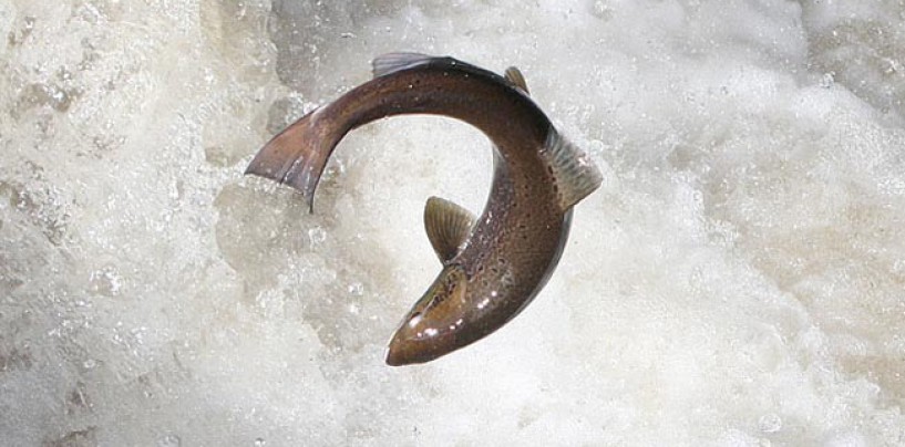 Pesca con cucharilla del salmón y reo