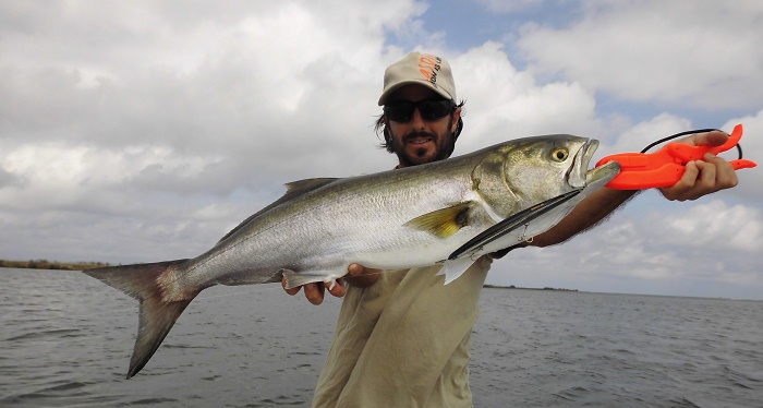 Pescando anjovas