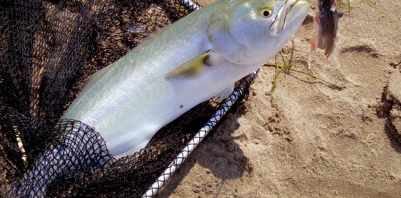 Señuelos y lugares para la pesca de anjovas a spinning