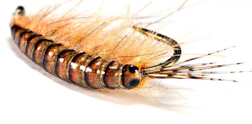 Gammarus, una mosca para todo el año