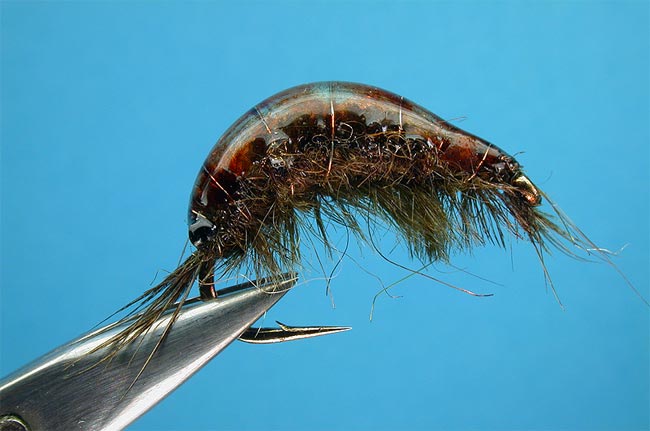 Gammarus oscuro gammarus-dark