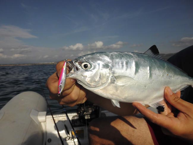 palometa-blanca-a-spinning