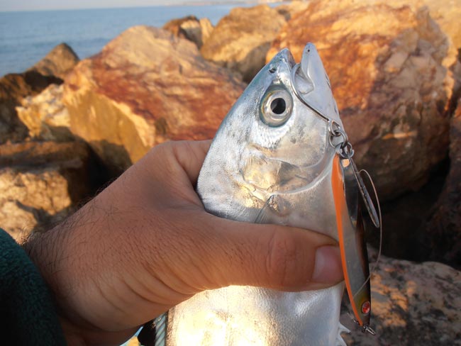 palometa-blanca-a-spinning2