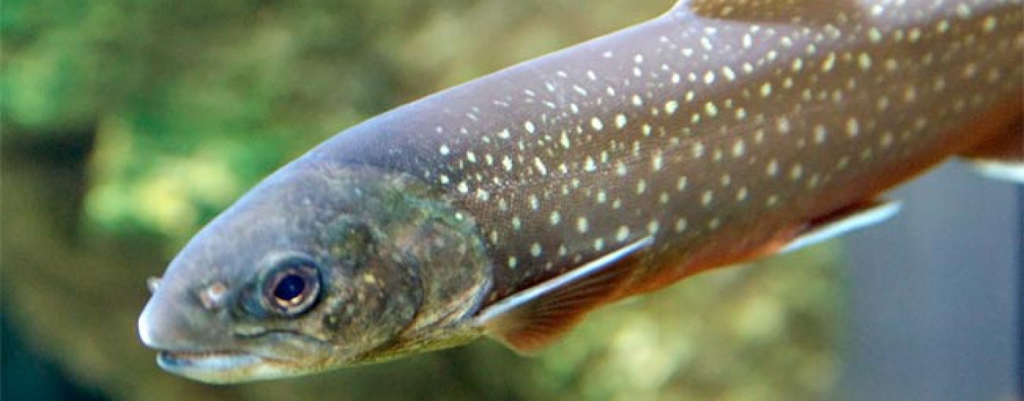 La pesca del salvelino en España, el “invitado” de la alta montaña