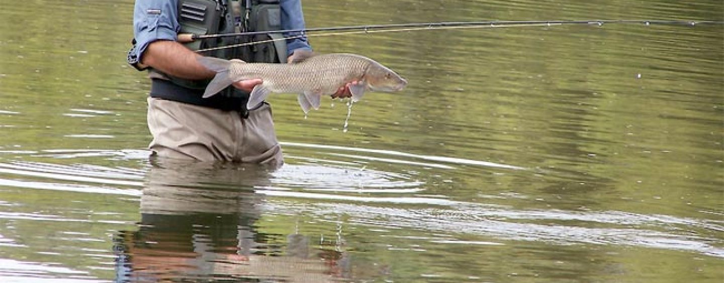 Pezcador al día, principales noticias de pesca (Junio 2018, 1)