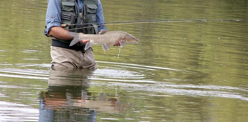 Pezcador al día, principales noticias de pesca (Junio 2018, 1)