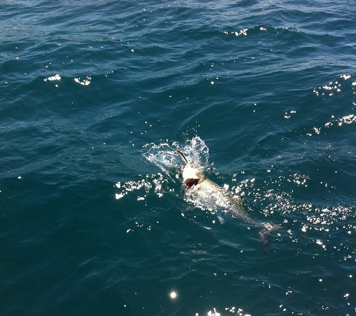 tecnicas para la pesca de anjova embarcado