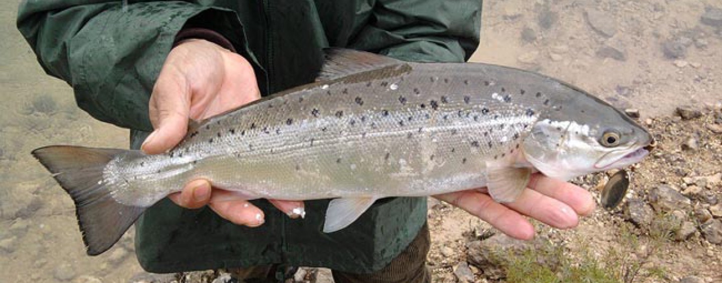 Salmón Atlántico del Pantano de Alarcón (II): ¿Cómo y dónde pescarlo?