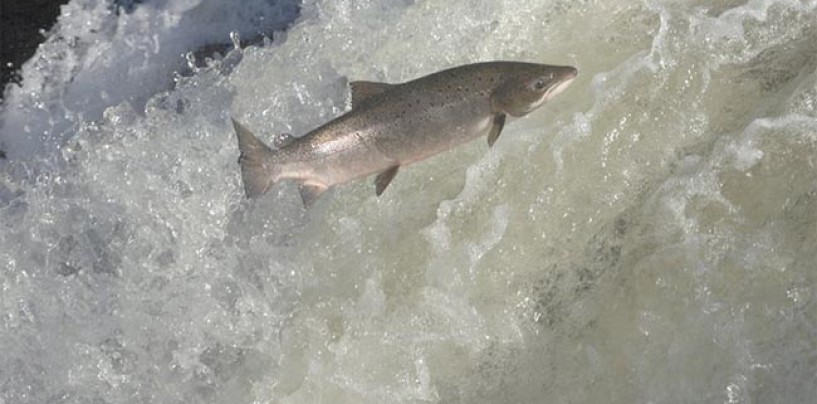 Como conseguir permisos de cotos de pesca en Asturias