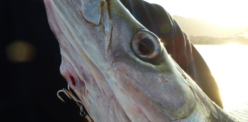 Pesca de espetones a spinning embarcado, cómo pescarlos a pleno día