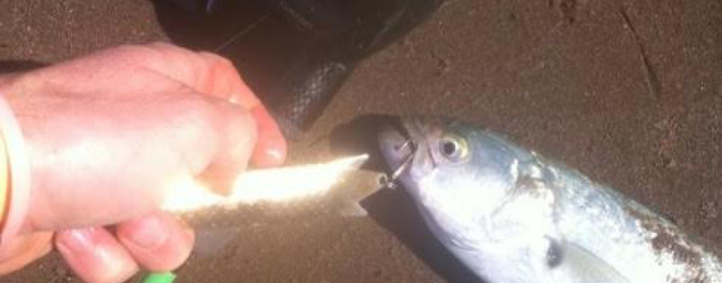 La pesca de anchoas al spinning light