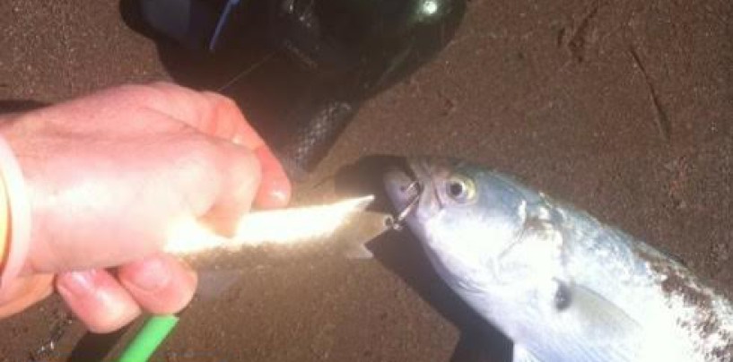 La pesca de anchoas al spinning light