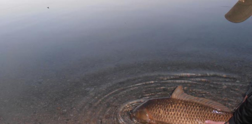 Cómo poner el maíz en el anzuelo en el carpfishing