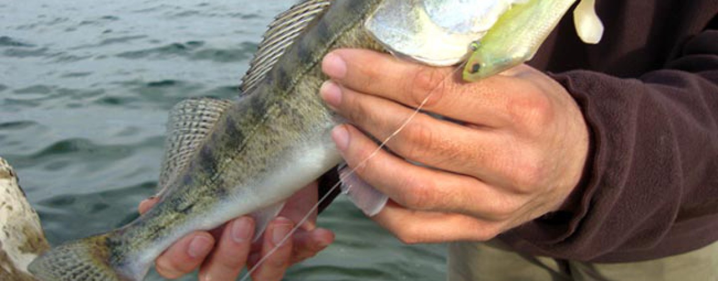 La pesca de luciopercas en el invierno