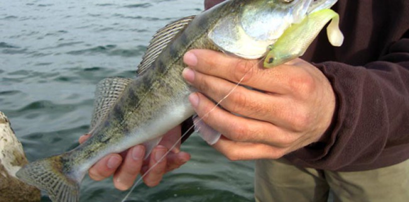 La pesca de luciopercas en el invierno