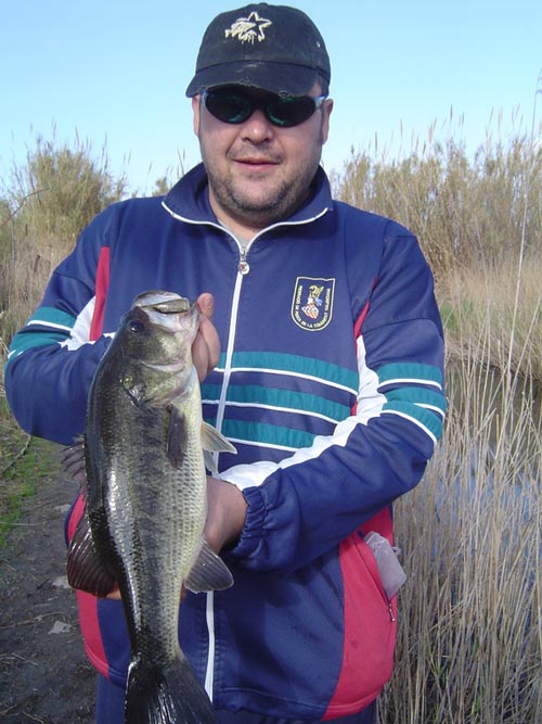 escoger la spinner bait adecuada escoger la spinner bait adecuada