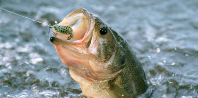 La pesca del black bass con vinilos en invierno