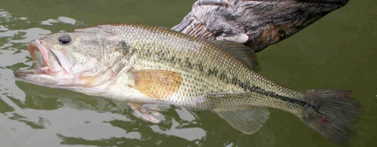 Rincones de pesca del Black Bass: Sierra Brava (Cáceres)