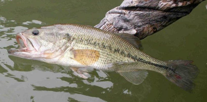 Rincones de pesca del Black Bass: Sierra Brava (Cáceres)