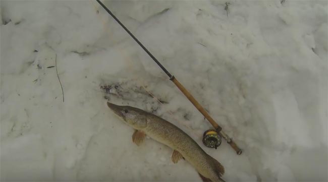 pesca-mosca-lucio-en-invierno