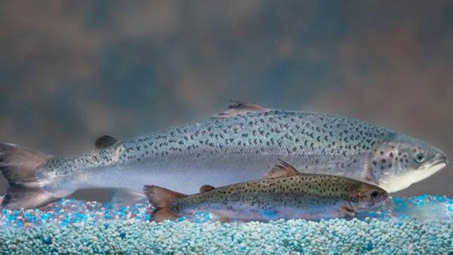 salmon-transgenico