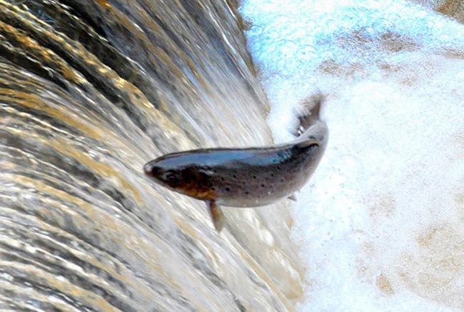 salmón en el río ulla remontando un obstáculo salmon-ulla