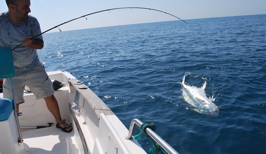 pesca de palomentones gigantes