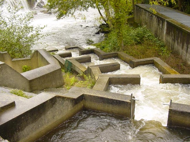Escala para salmón en el río Eo escala-salmon-en-el-rio-eo