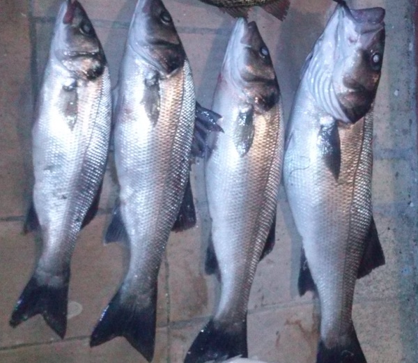 pesca de lubinas en el guadiana