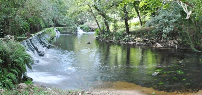 Los obstáculos naturales han limitado al salmón en el río Ouro rio-ouro