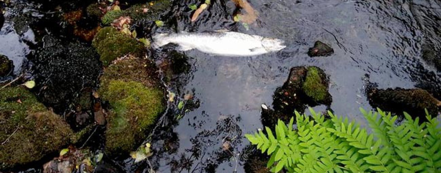 Los ríos salmoneros de España (IX): El ocaso del salmón en el río Ouro