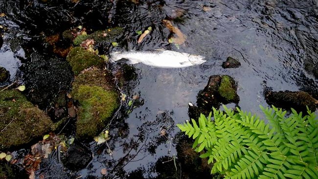 Salmón en el río Ouro muerto por falta de caudal salmon-rio-ouro